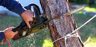 Best Tree and Shrub Care  in Platte City, MO