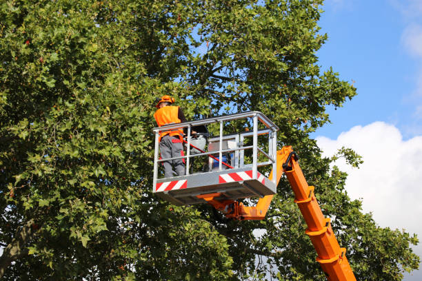 Leaf Removal in Platte City, MO