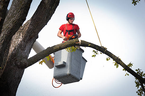 How Our Tree Care Process Works  in Platte City, MO